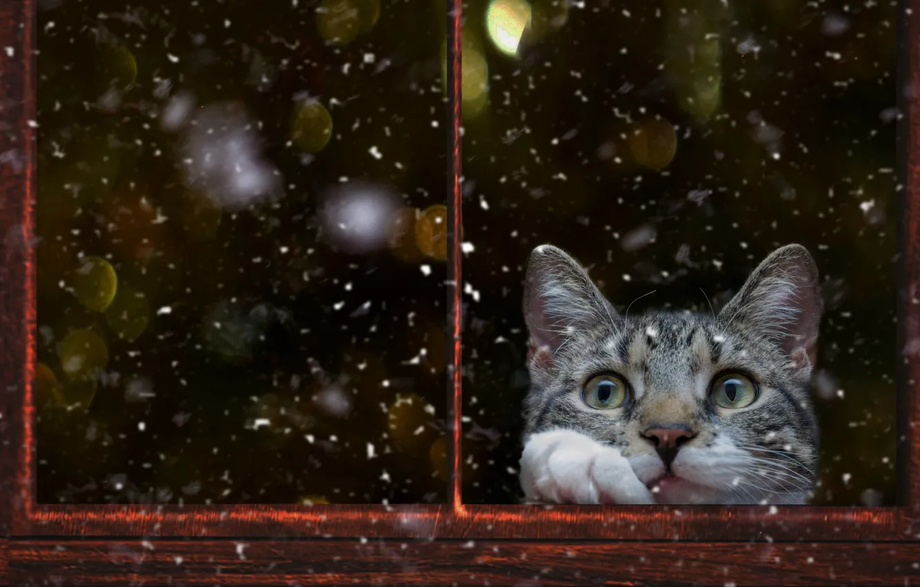 Photo wallpaper winter, cat, cat, look, glass, snow, pose, glare