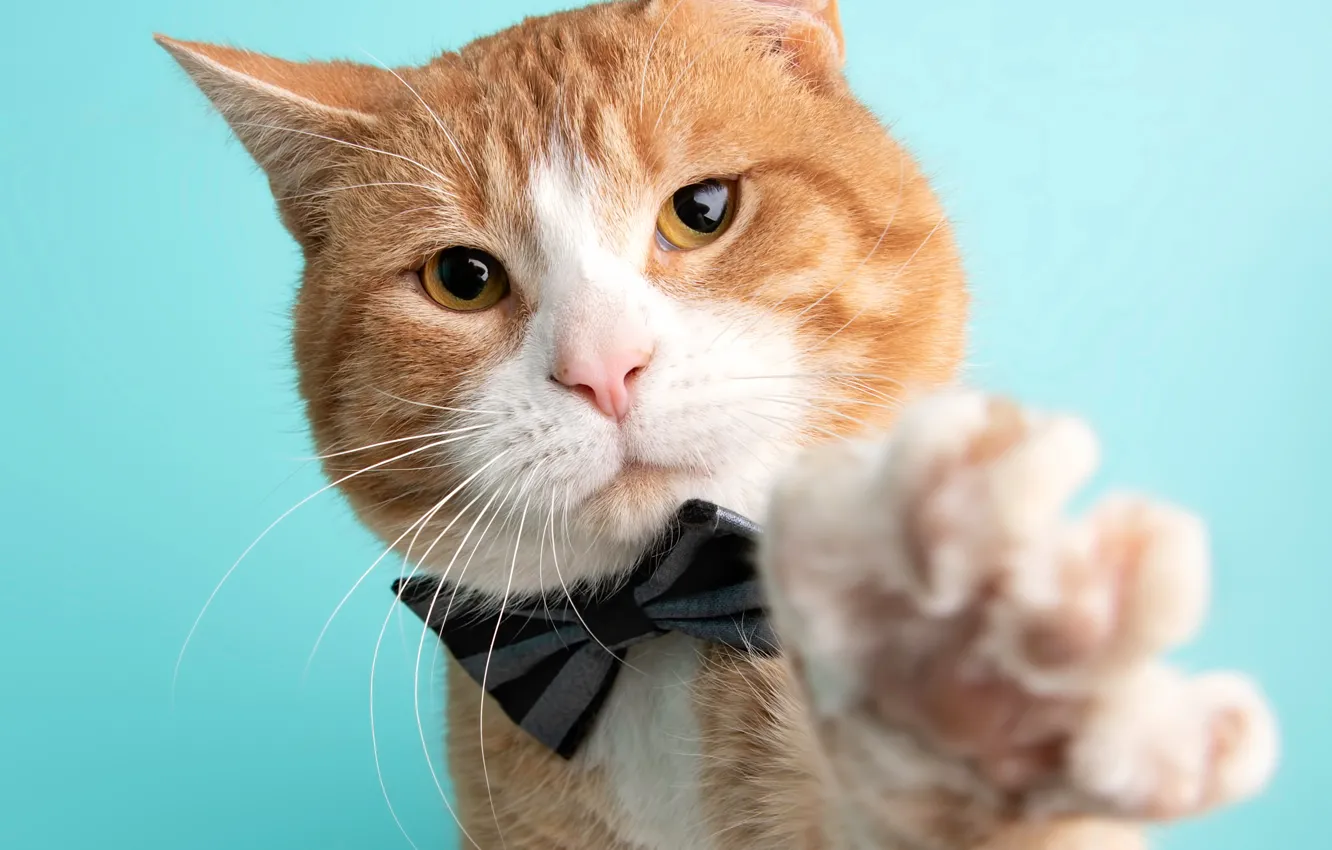 Photo wallpaper cat, cat, look, face, portrait, paws, evil, red