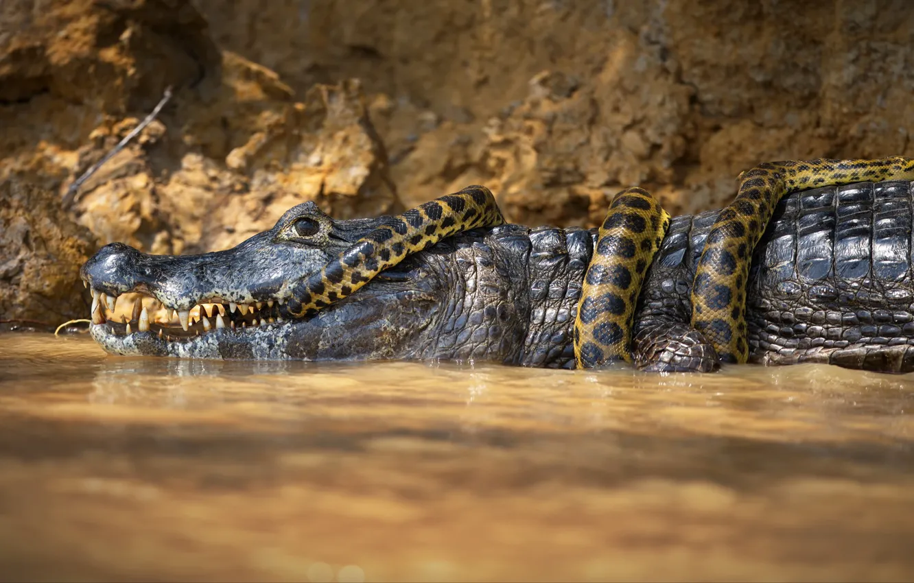 Photo wallpaper snake, fight, crocodile, Python, pond