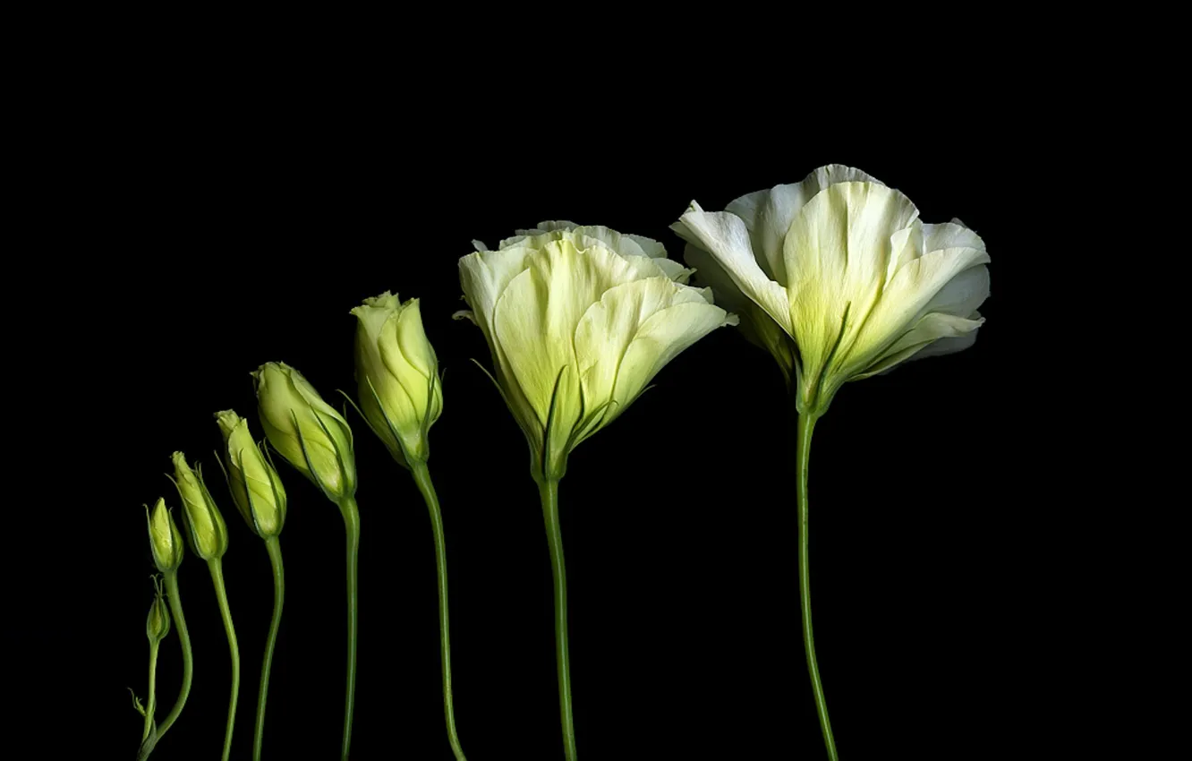 Photo wallpaper light, shadow, petals, stem