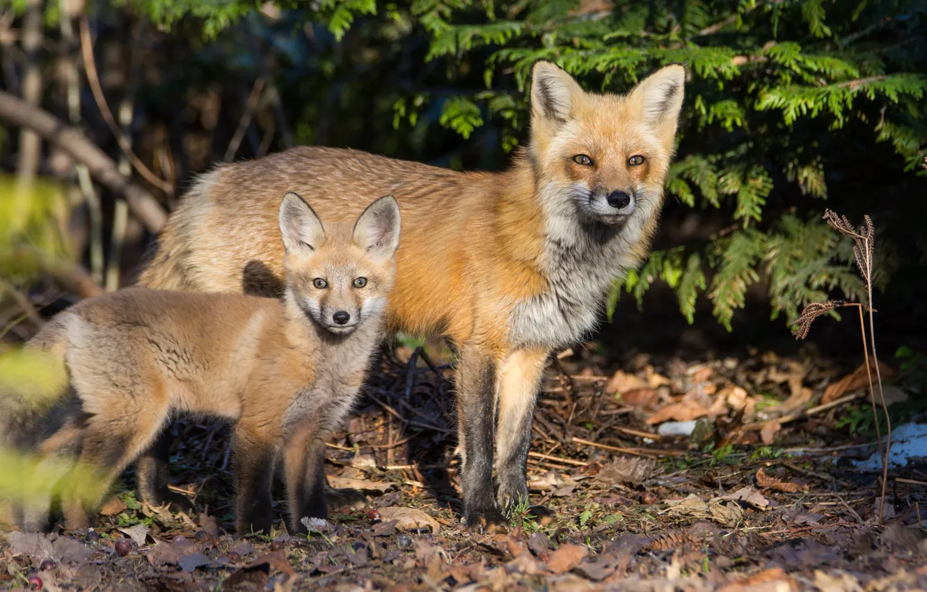 Photo wallpaper pair, Fox, Fox