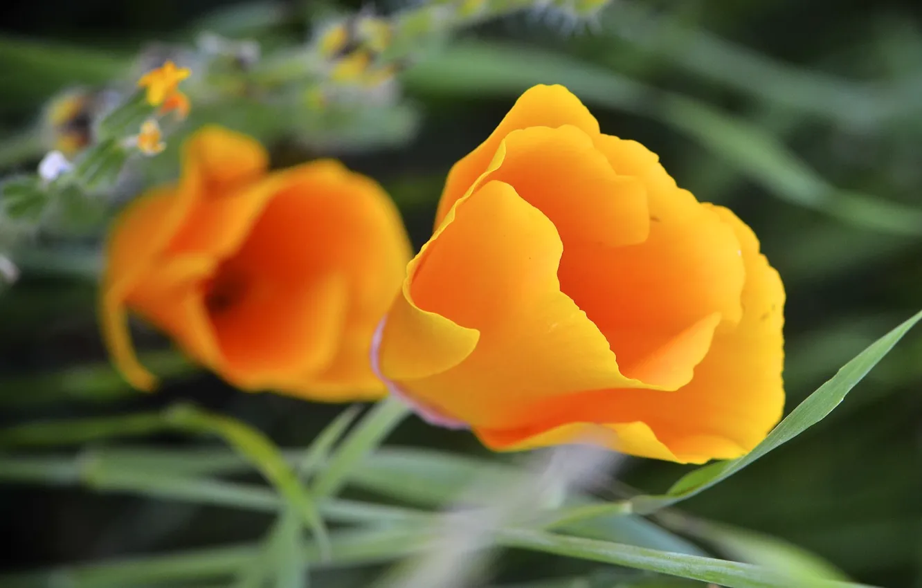 Photo wallpaper grass, Mac, petals