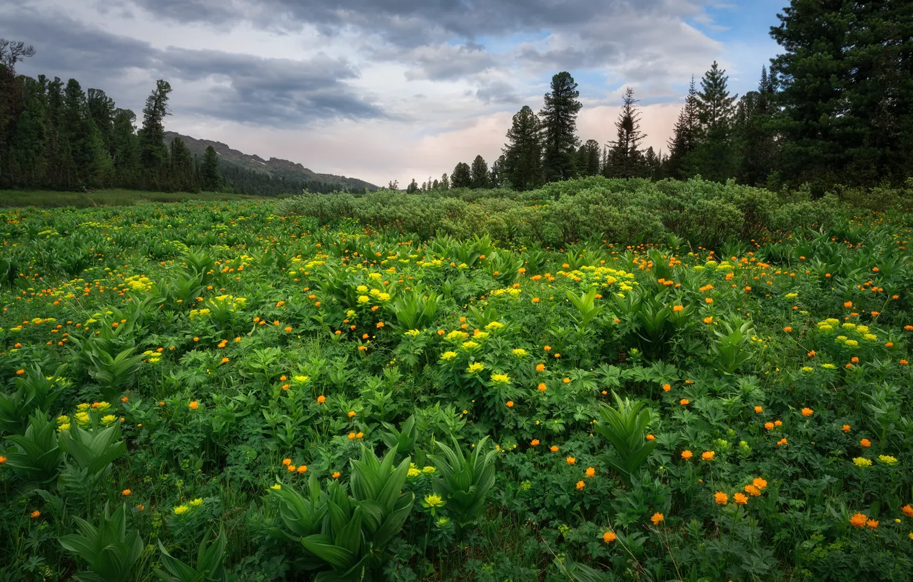 Photo wallpaper greens, field, forest, flowers, meadow, globeflowers