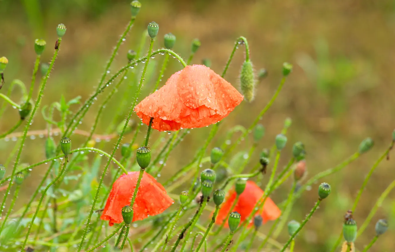 Photo wallpaper red, flower, poppy