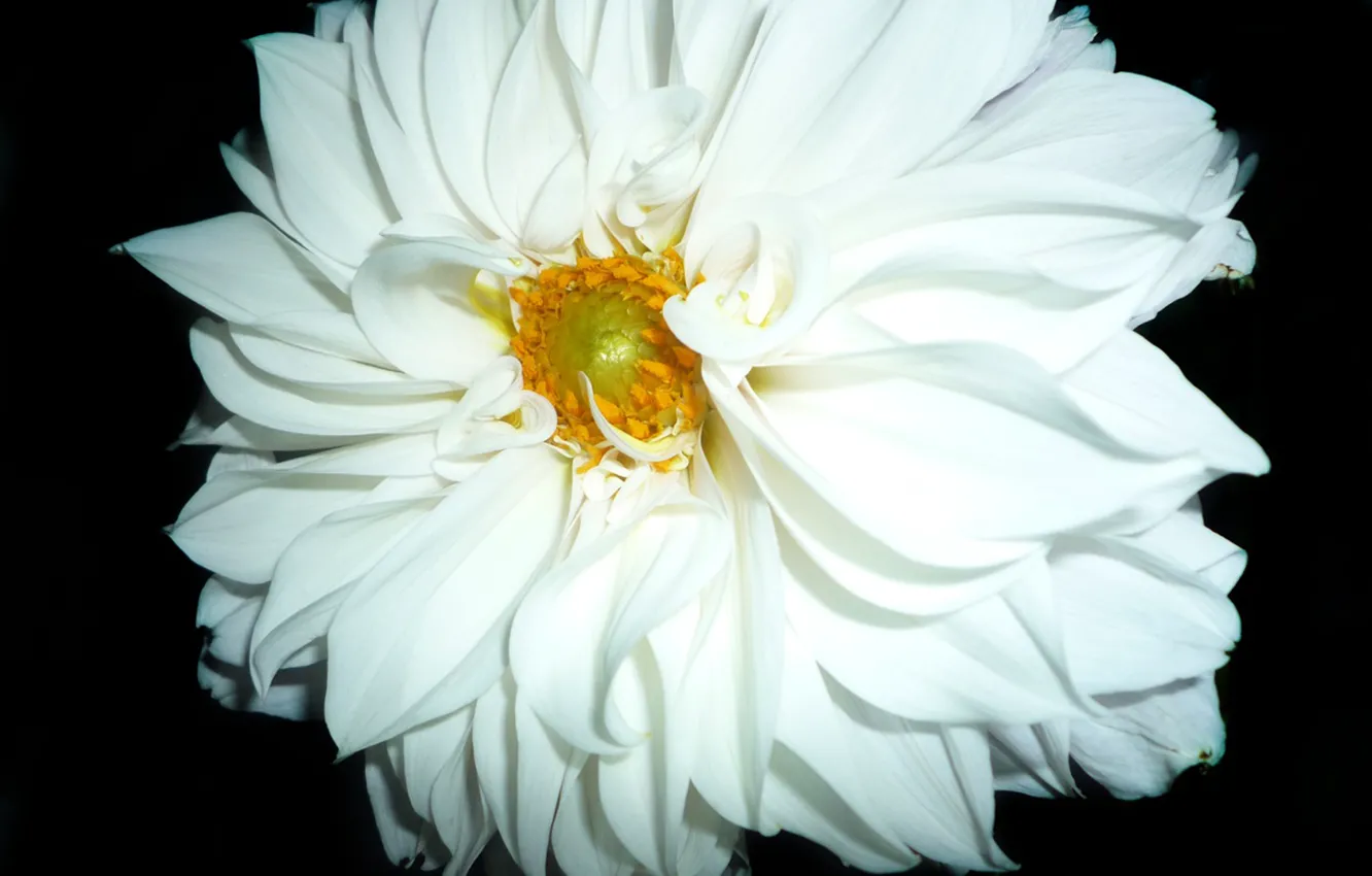 Photo wallpaper flowers, nature, plant, flora