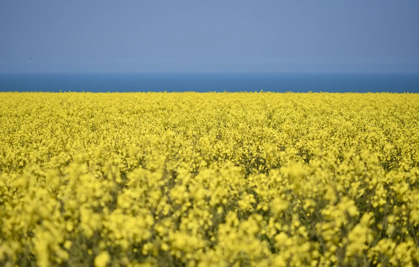 Photo wallpaper field, the sky, flowers, yellow, nature, blue, spring, contrast