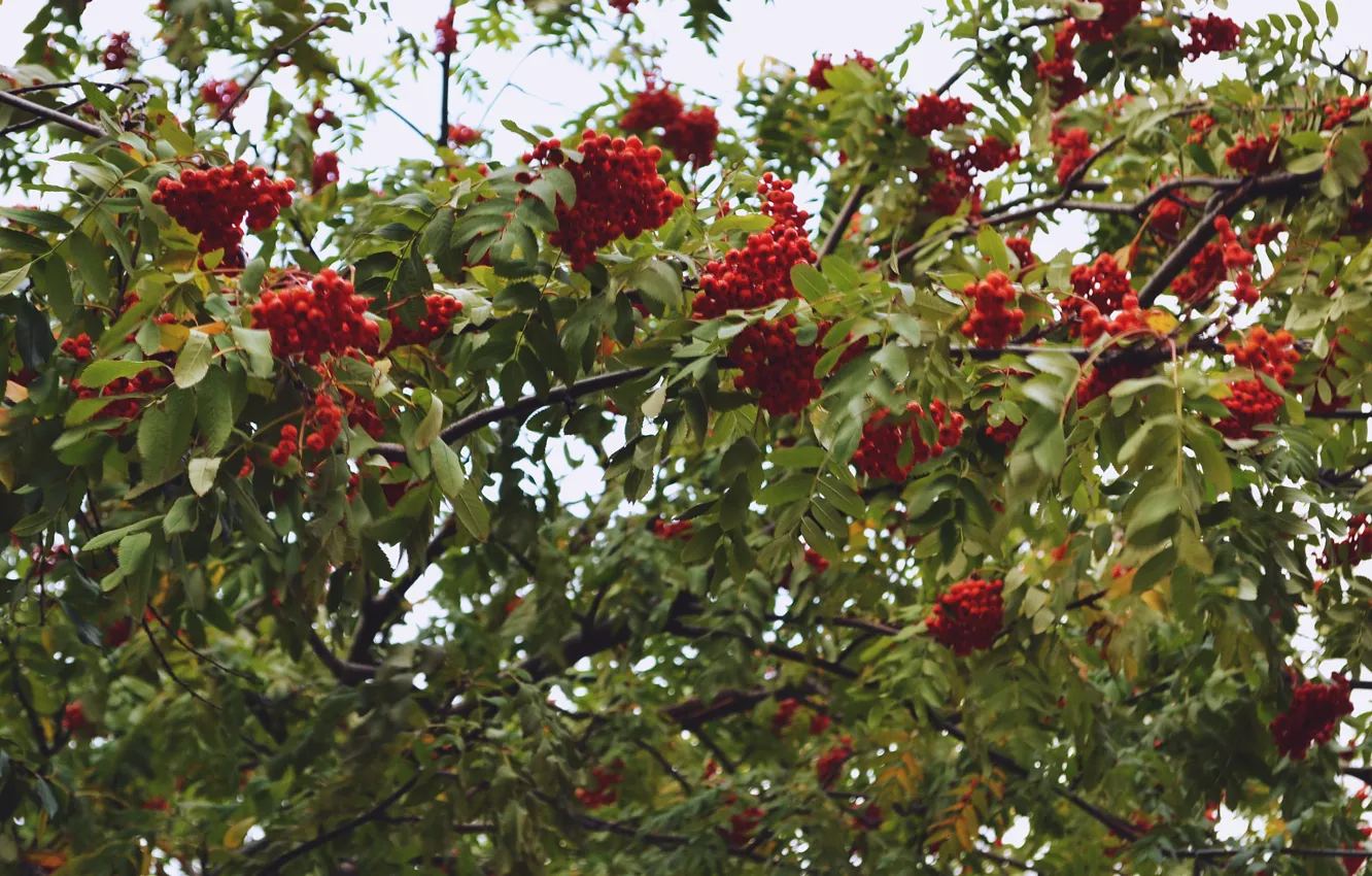 Photo wallpaper nature, berries, Rowan