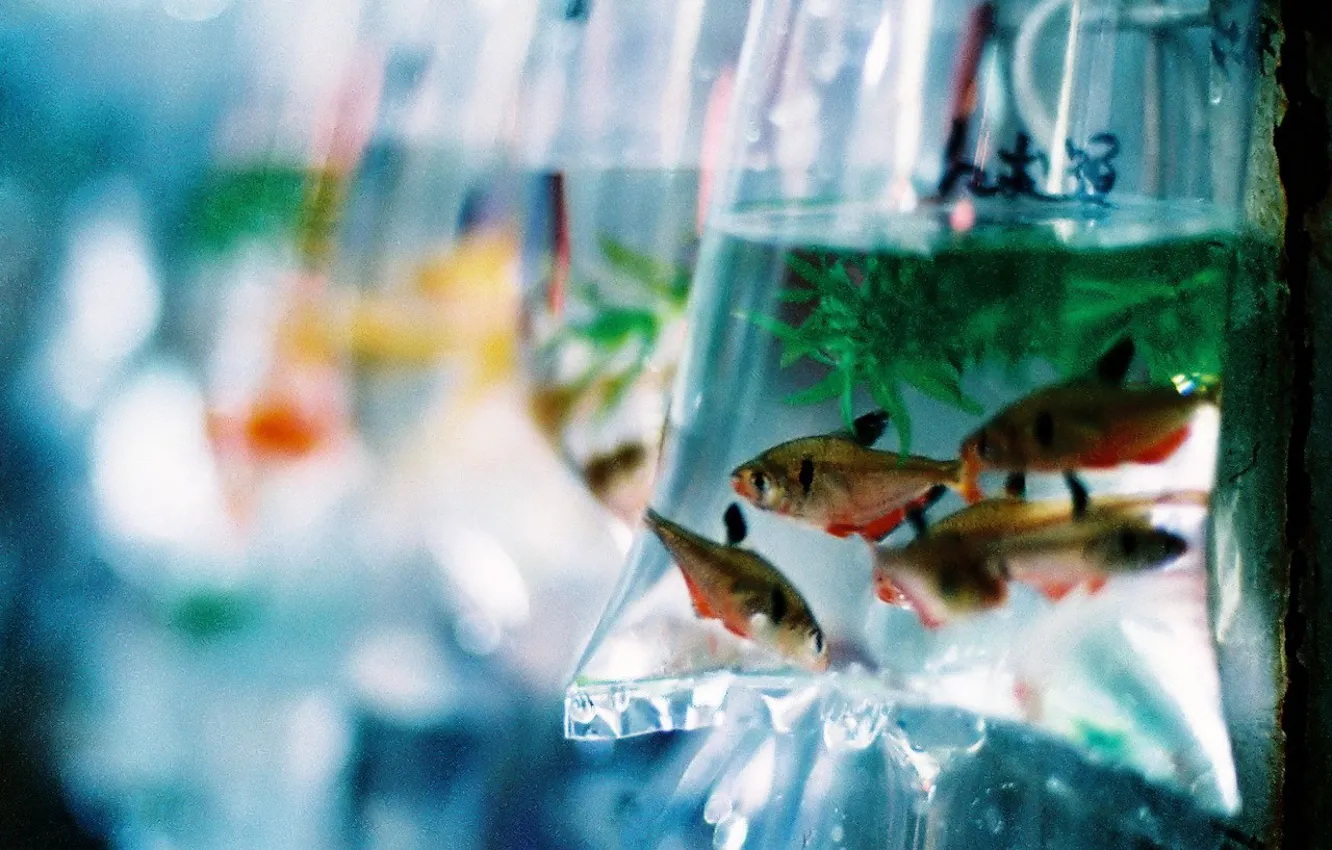 Photo wallpaper water, package, Fish
