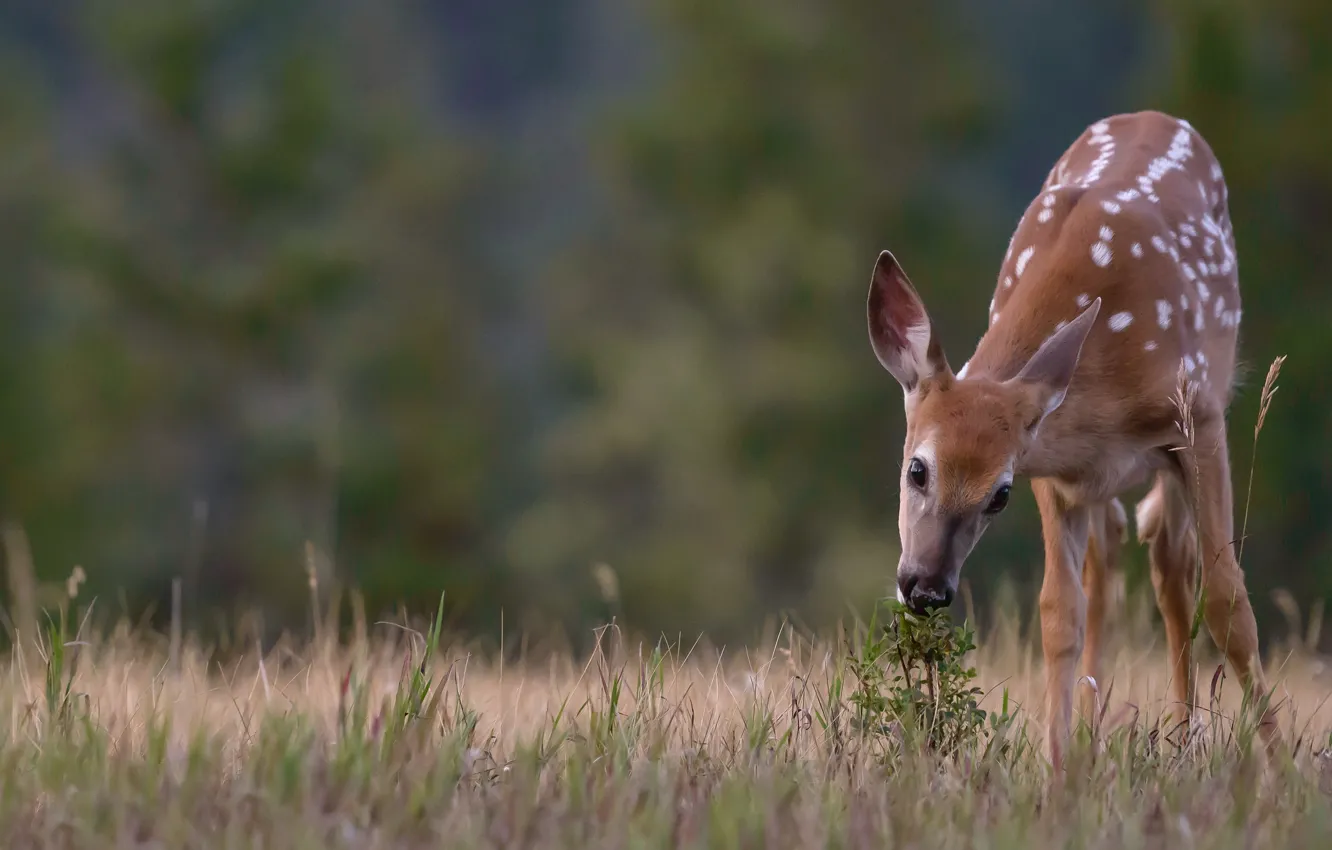 Photo wallpaper grass, nature, fawn, bushes