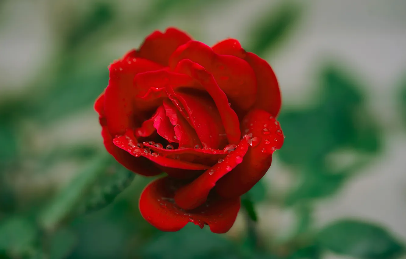 Photo wallpaper leaves, drops, macro, flowers, red, green, droplets, background