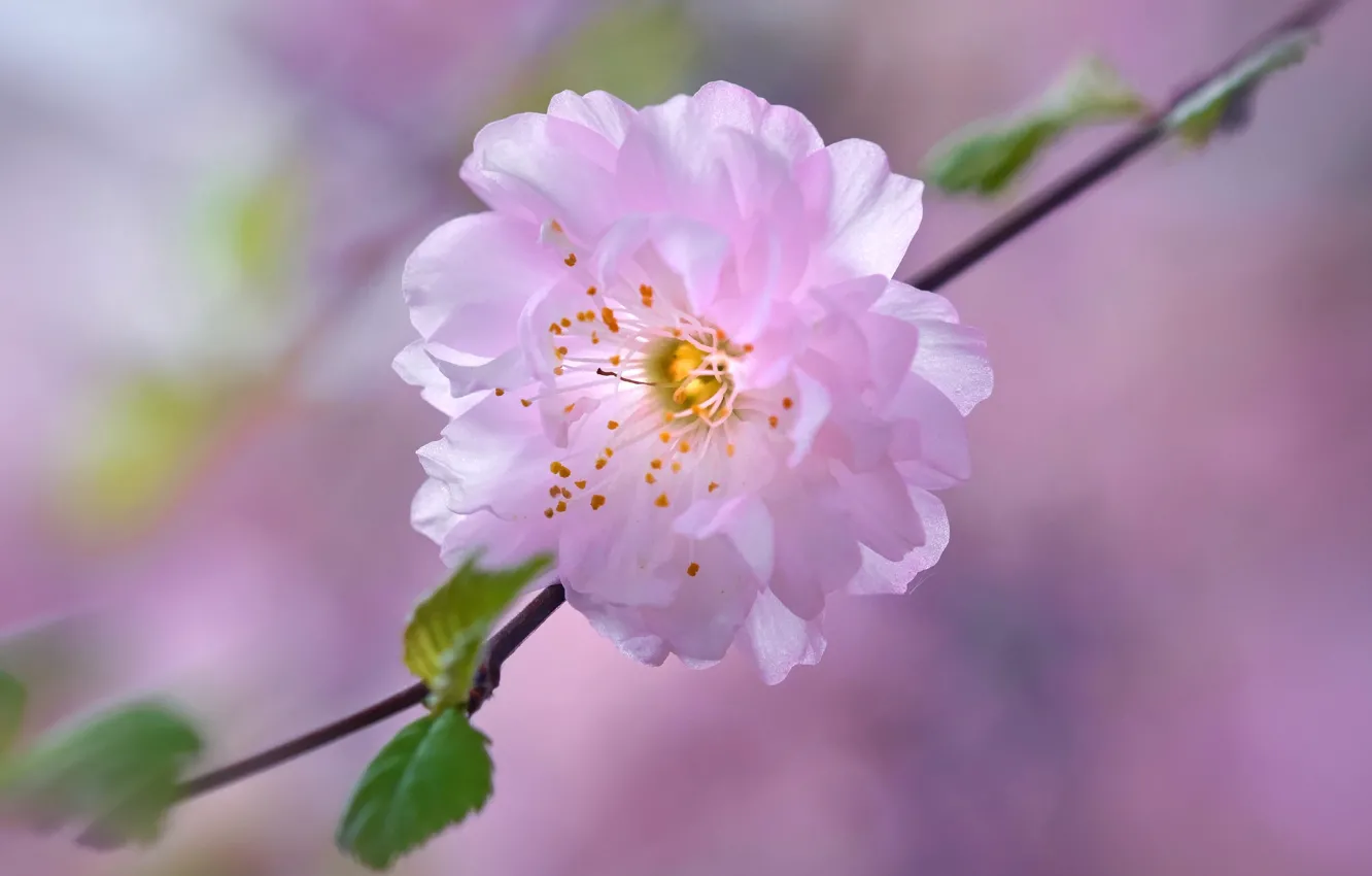 Photo wallpaper flower, cherry, spring, petals, garden, Sakura