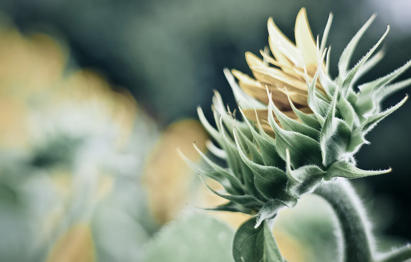 Photo wallpaper macro, light, flowers, nature, petals, light, flower, nature