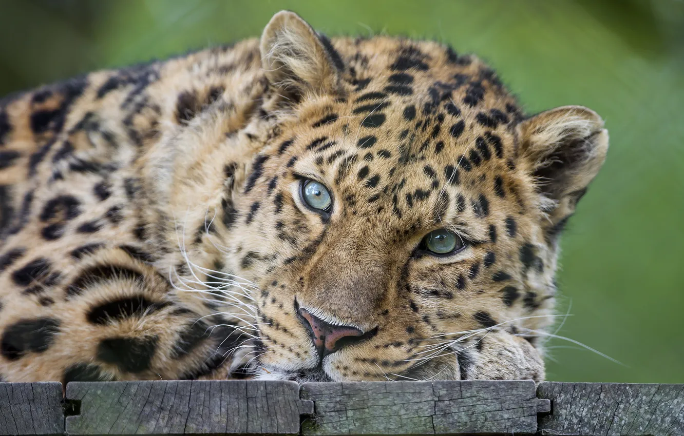 Photo wallpaper cat, face, leopard, Amur, ©Tambako The Jaguar