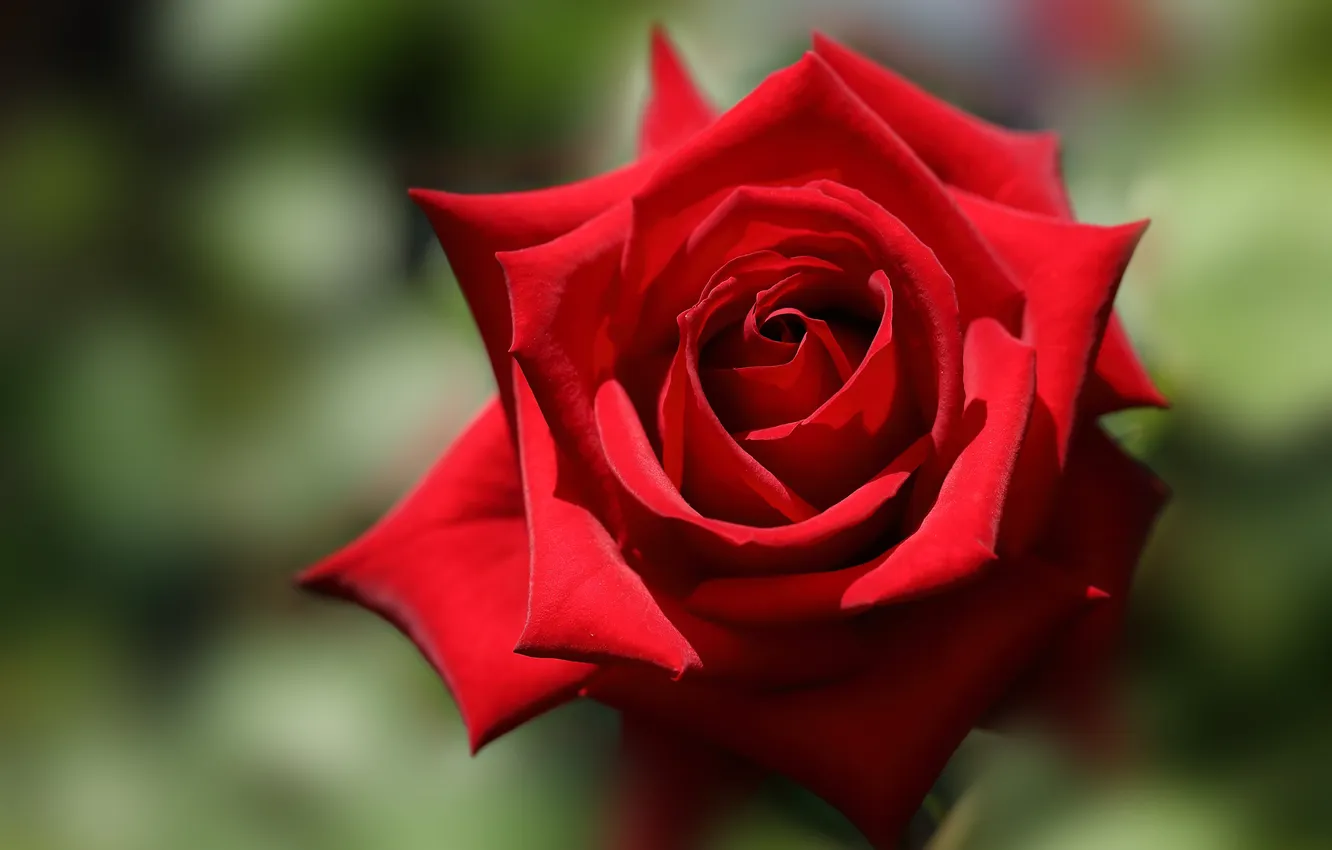 Photo wallpaper macro, roses, petals, buds