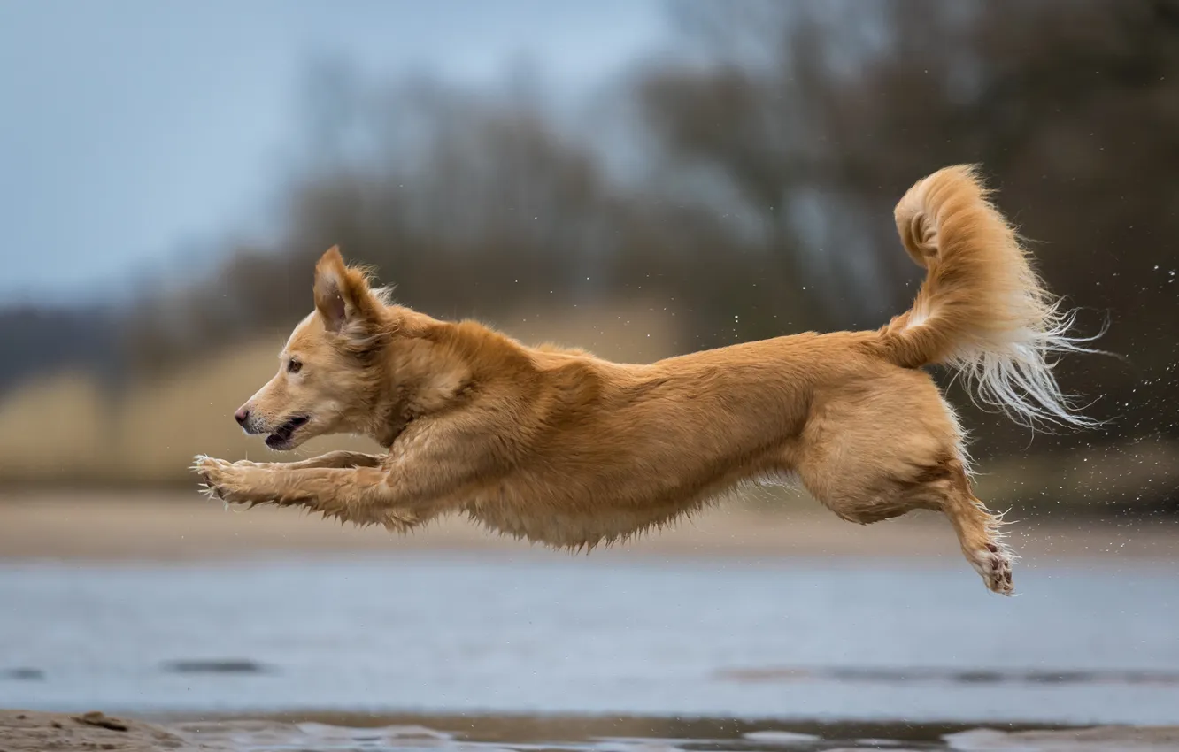 Photo wallpaper background, dog, running