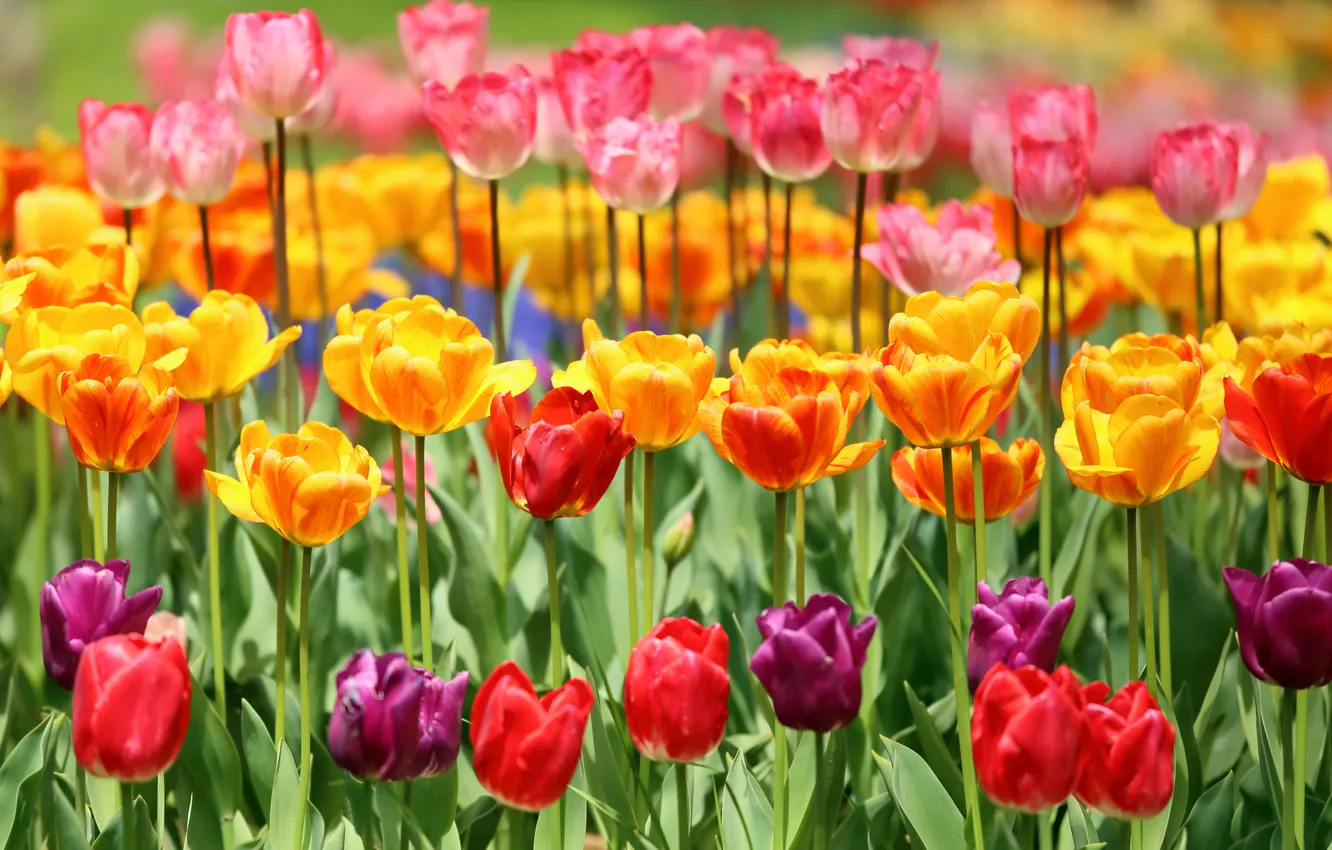 Photo wallpaper tulips, buds, colorful