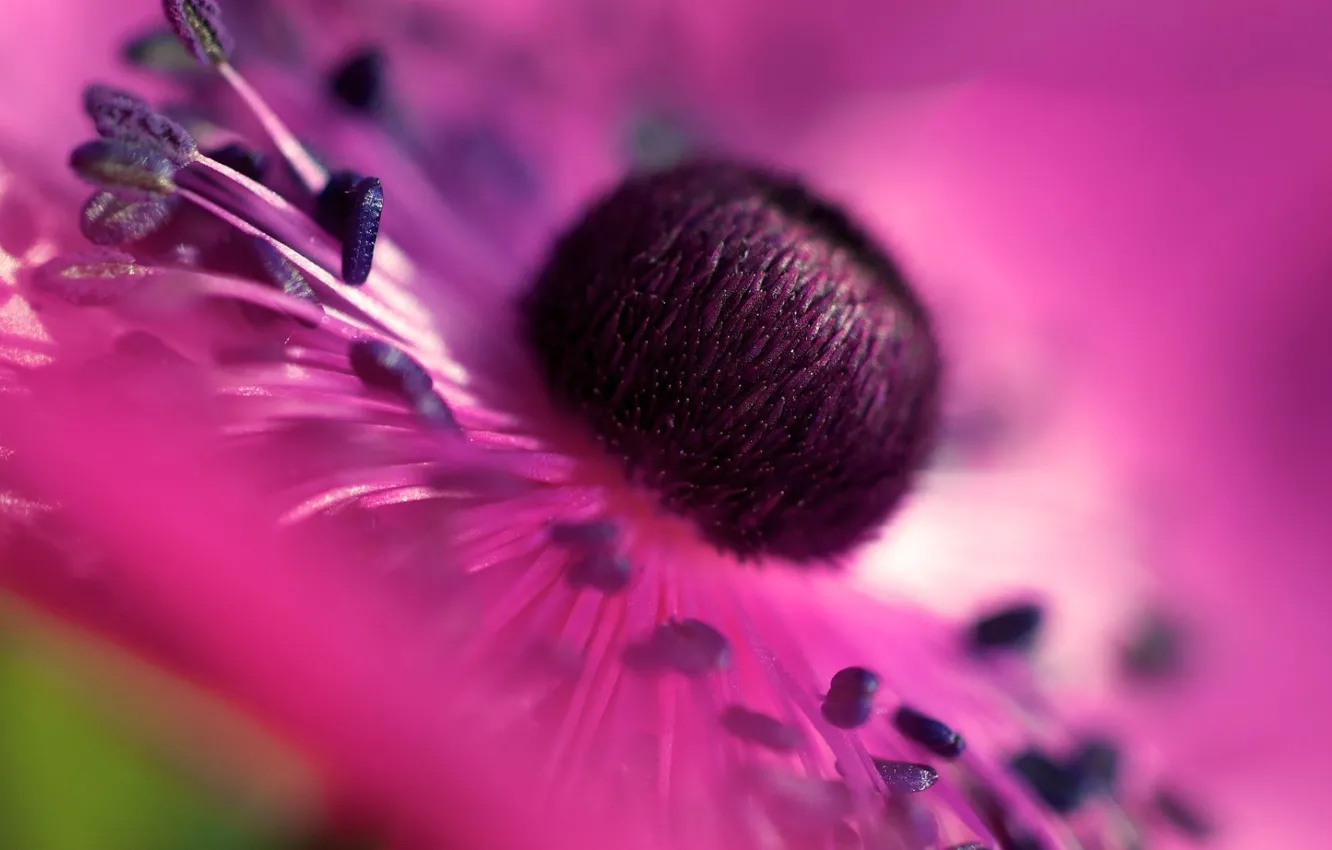 Photo wallpaper flowers, nature, Wallpaper, petals