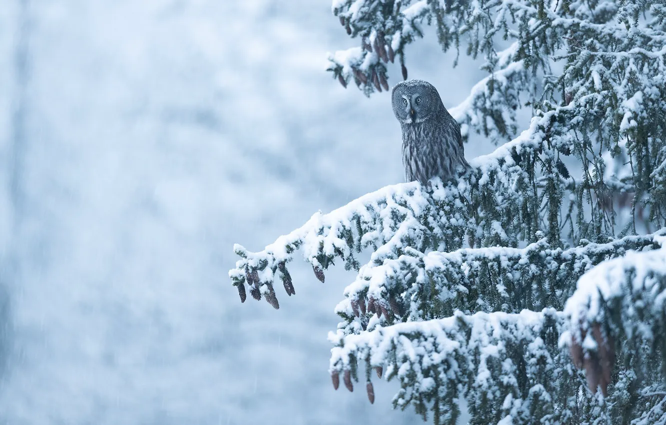 Photo wallpaper winter, forest, snow, trees, owl, branch, bird, spruce