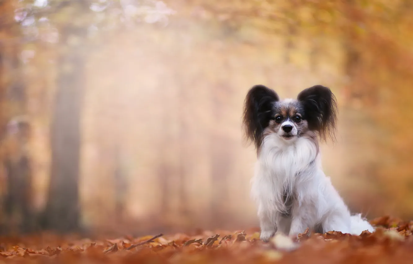 Photo wallpaper autumn, dog, bokeh, Papillon, The continental toy Spaniel