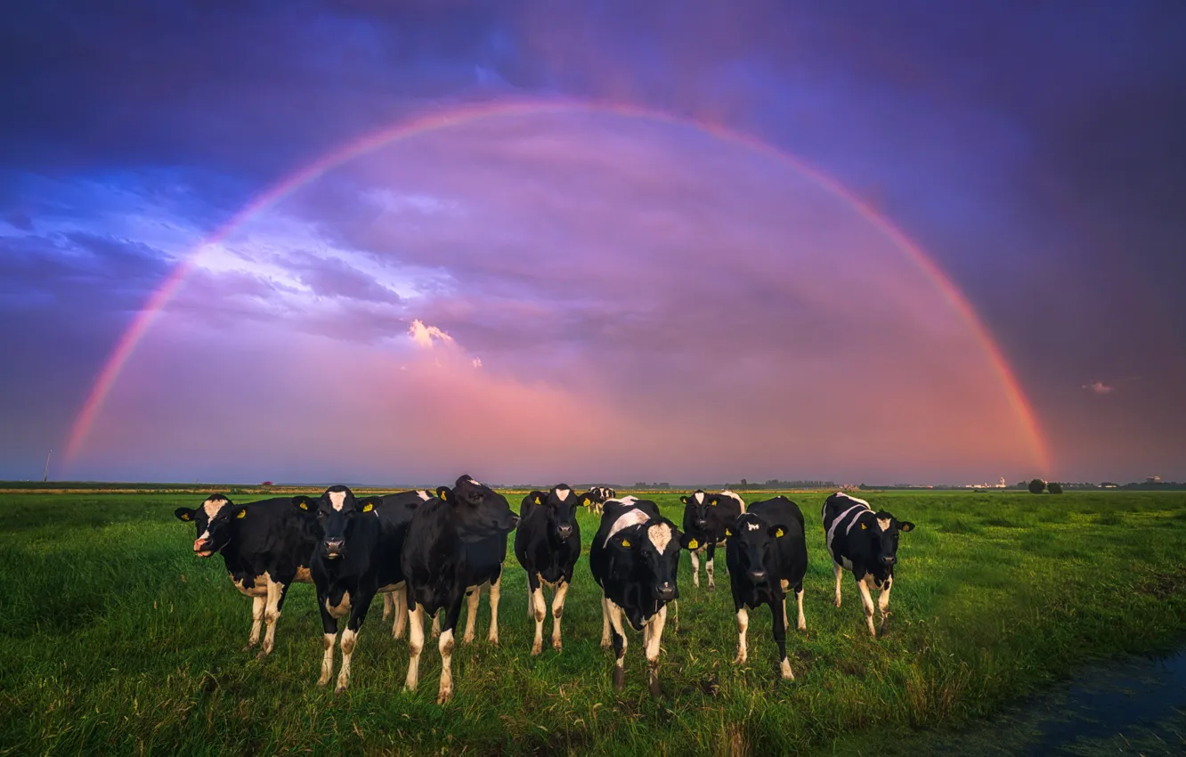 Photo wallpaper field, the sky, rainbow, cows, Netherlands