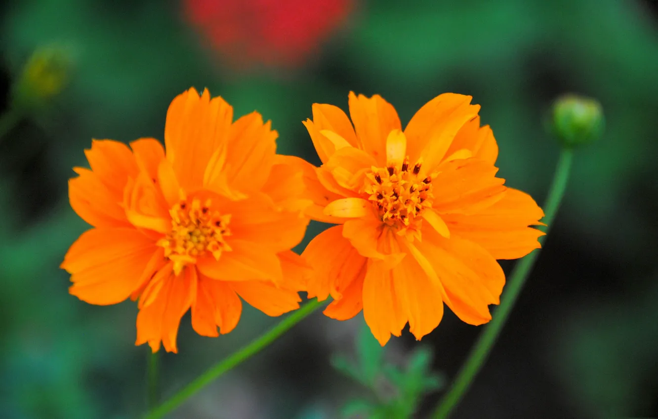 Photo wallpaper macro, petals, kosmeya