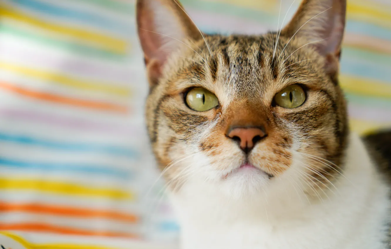 Photo wallpaper cat, cat, look, muzzle, cat