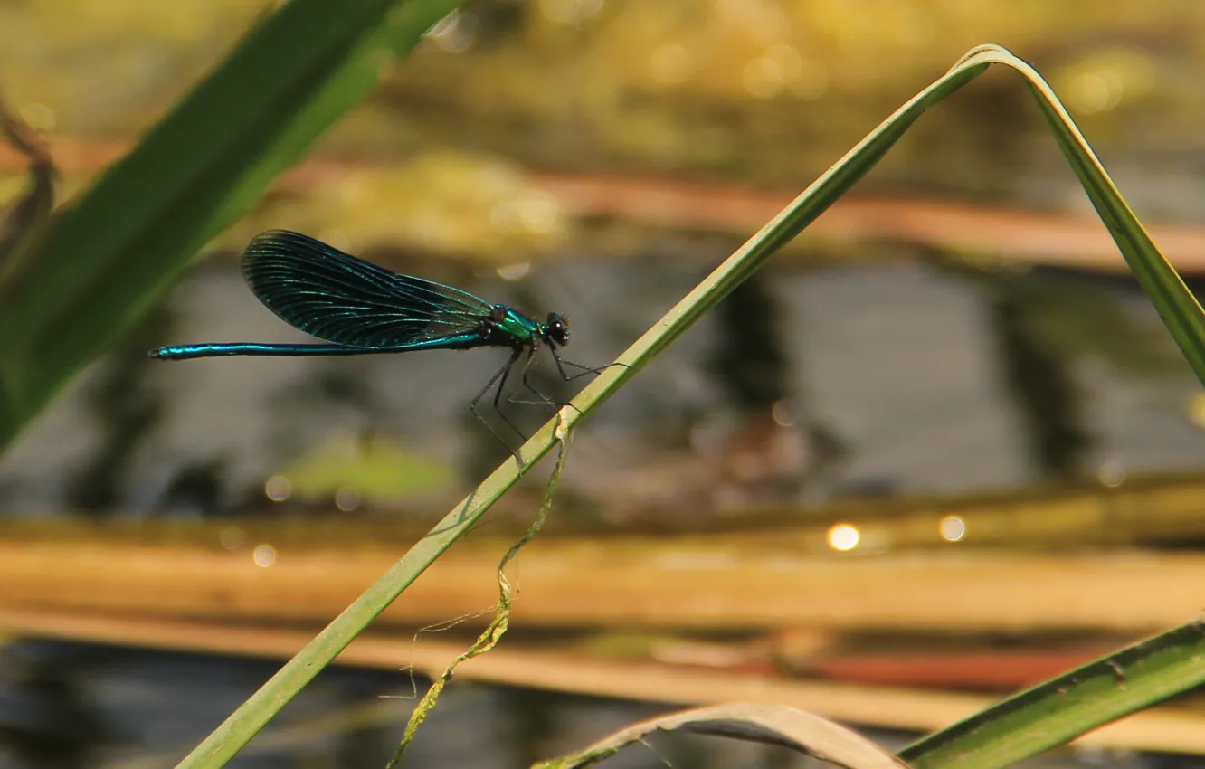 Photo wallpaper greens, water, wings, dragonfly, Russia, Russia, water, scumbria
