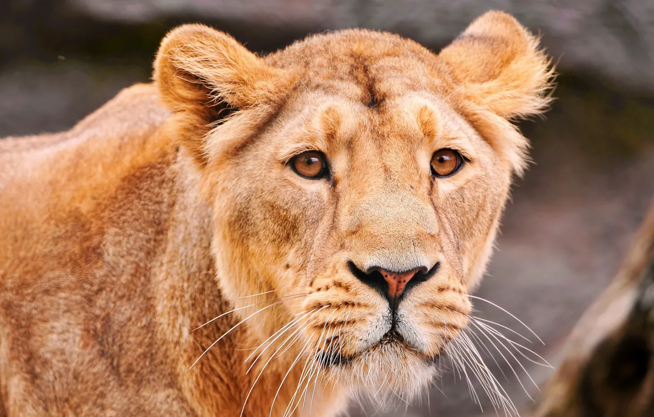 Photo wallpaper Lioness, a sad look, predator