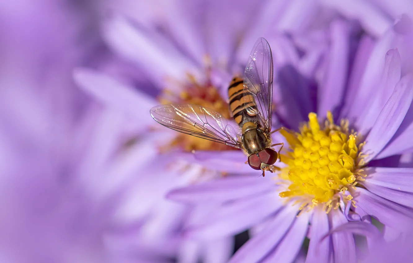 Photo wallpaper macro, flowers, fly, blur, insect, lilac, fly