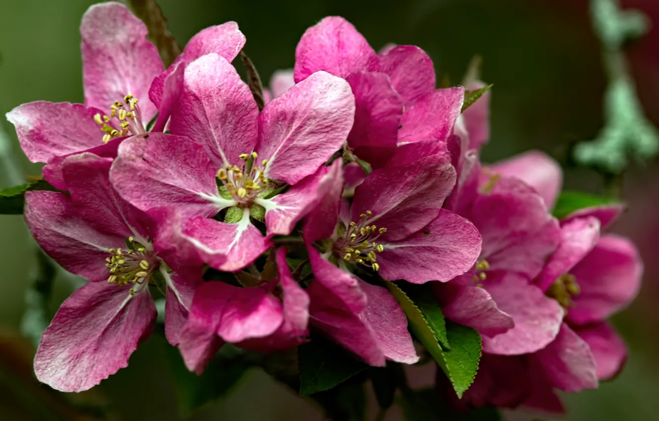 Photo wallpaper macro, pink, spring, flowering