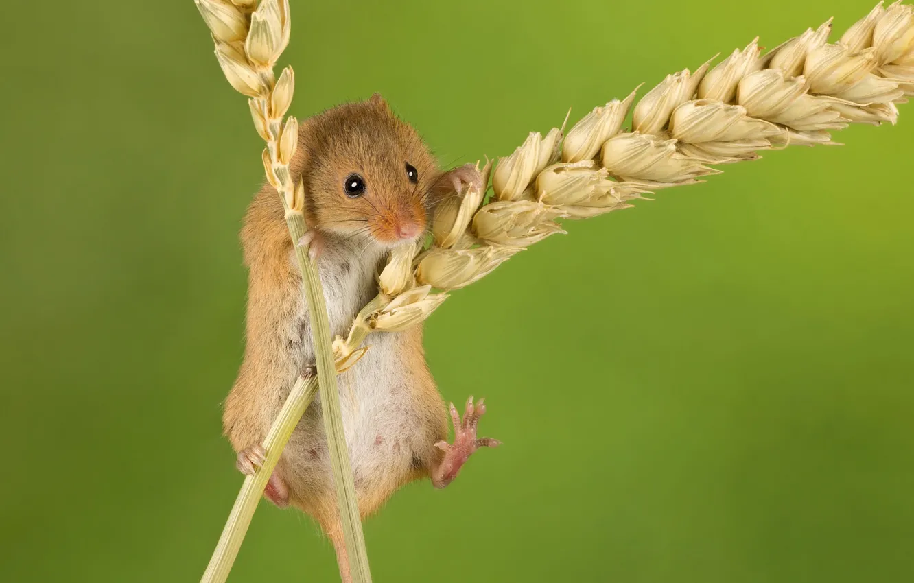Photo wallpaper background, mouse, spikelets, ears, rodent, The mouse is tiny