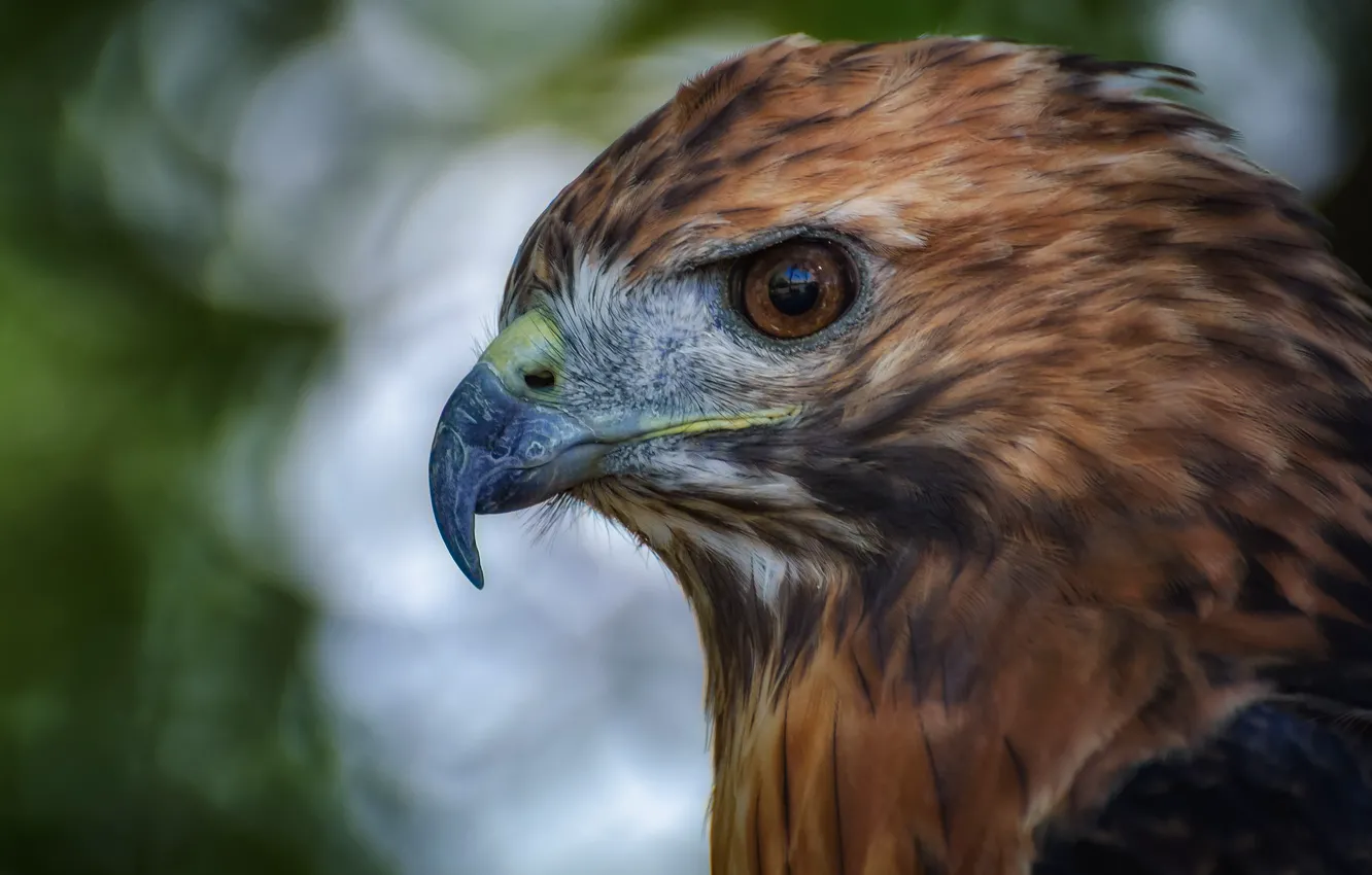 Photo wallpaper eyes, bird, eagle, beak