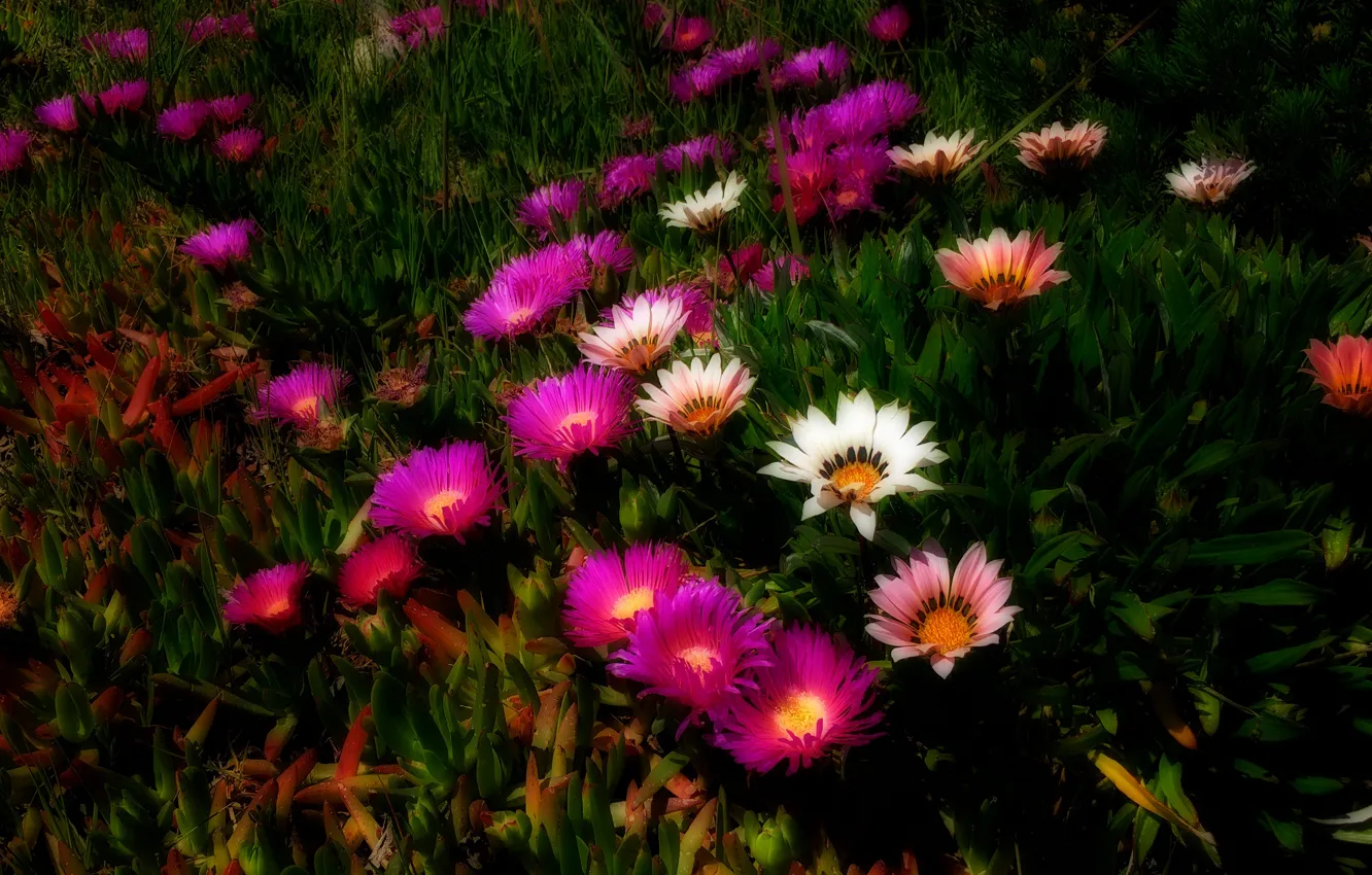 Photo wallpaper flowers, the dark background, glade, bright, treatment, pink, different