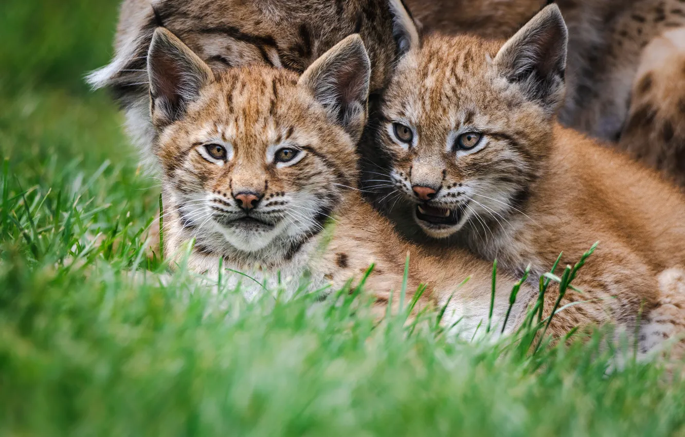Photo wallpaper grass, together, portrait, baby, lies, lynx, face, a couple