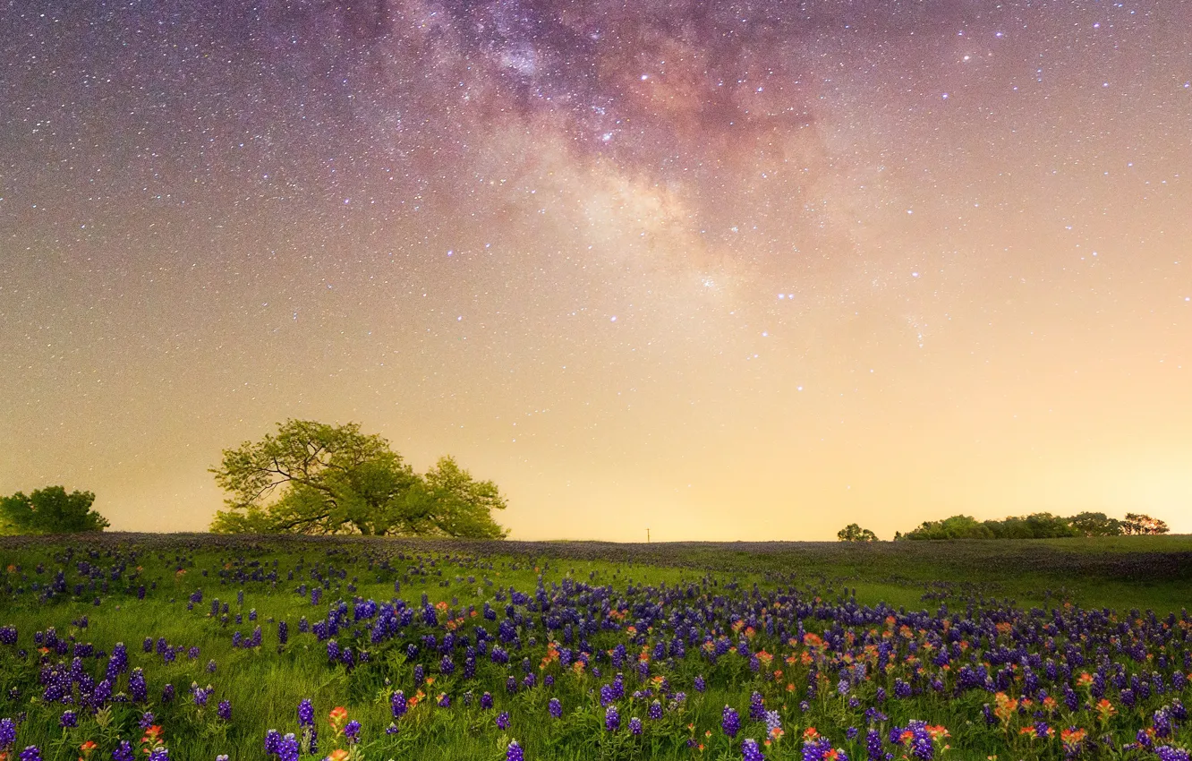 Photo wallpaper flowers, meadow, The milky way, galaxy, Texas, Lupin, starry sky, Indian paintbrush