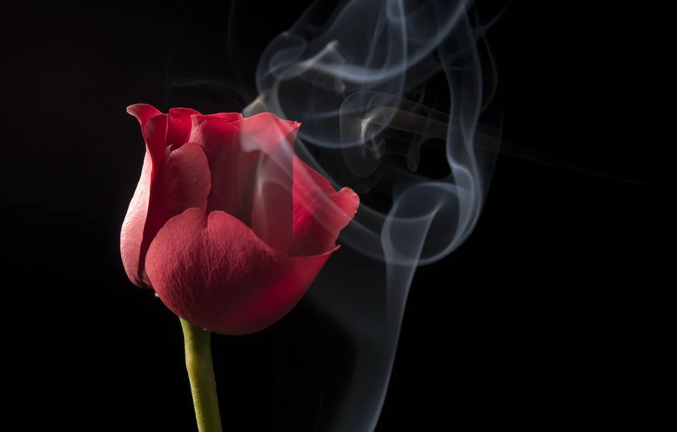 Photo wallpaper flower, red, smoke, Tulip