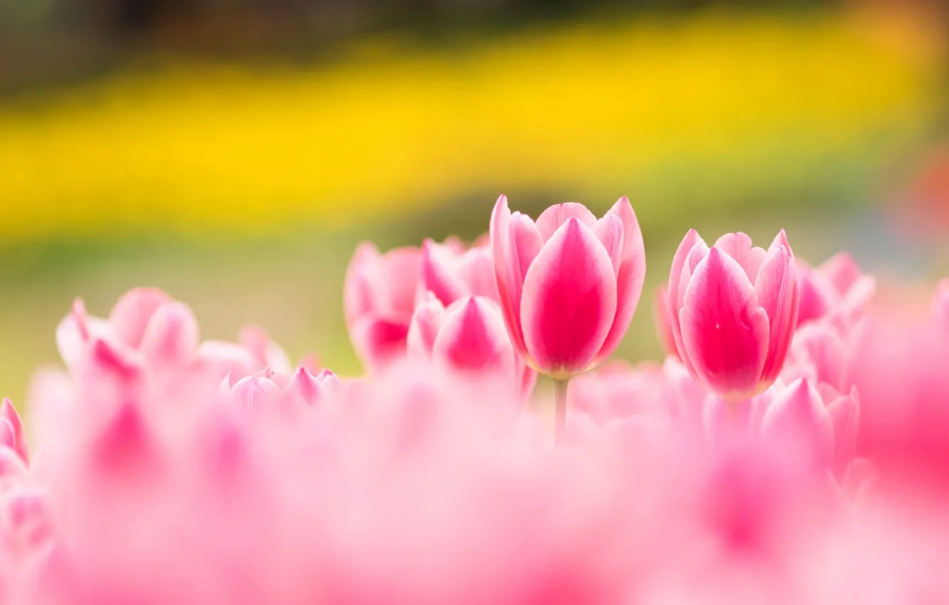 Photo wallpaper spring, tulips, motley