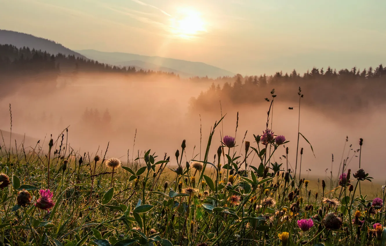 Photo wallpaper field, flowers, morning