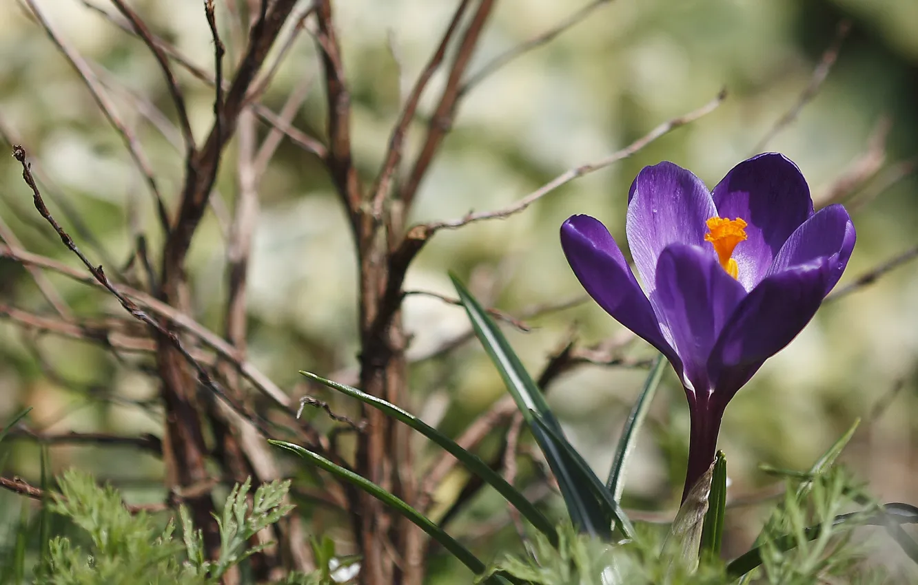 Photo wallpaper purple, grass, branches, spring, crocuses