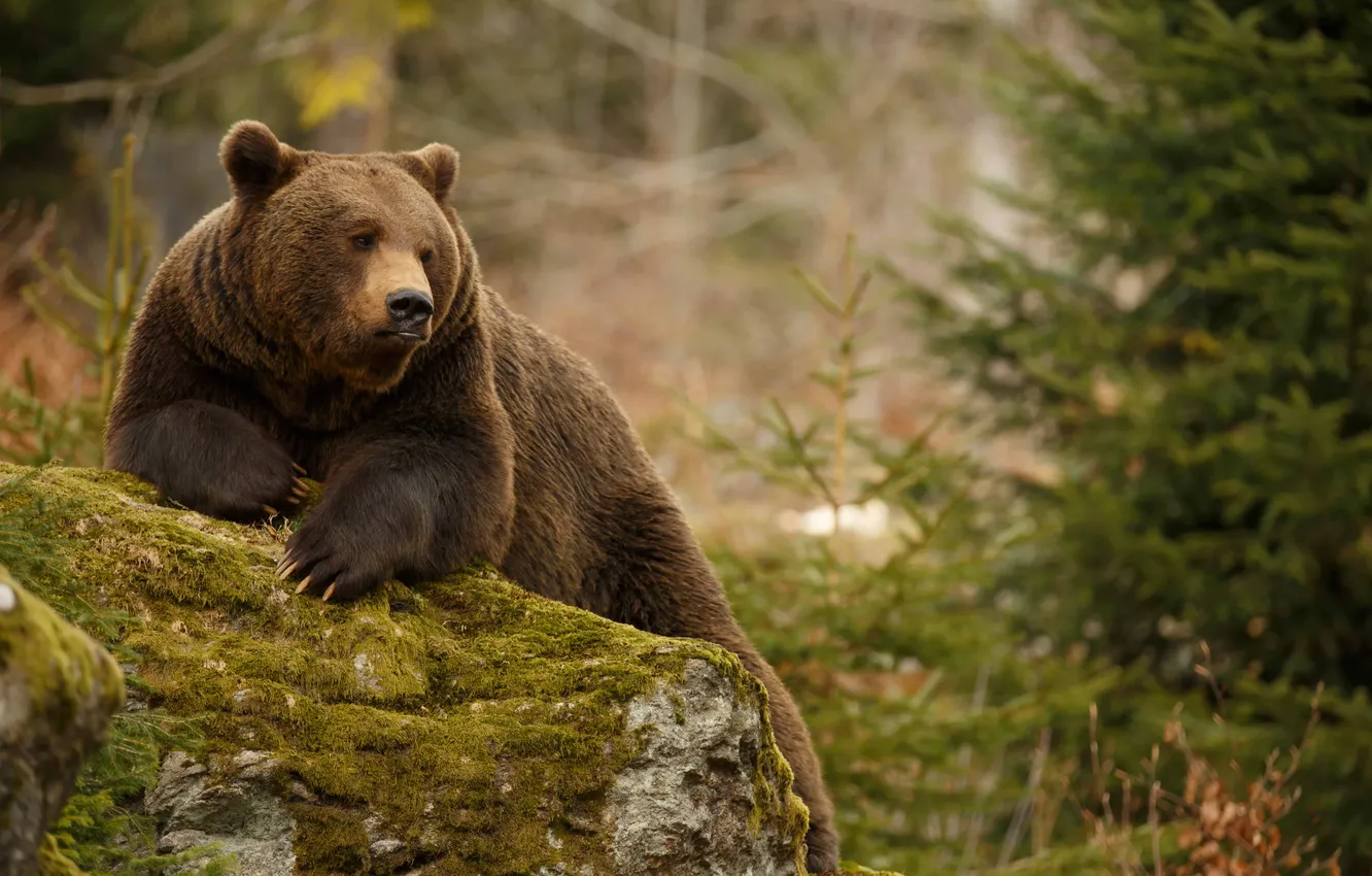 Photo wallpaper bear, animals, big, background, backgrounds, animal, Arctos