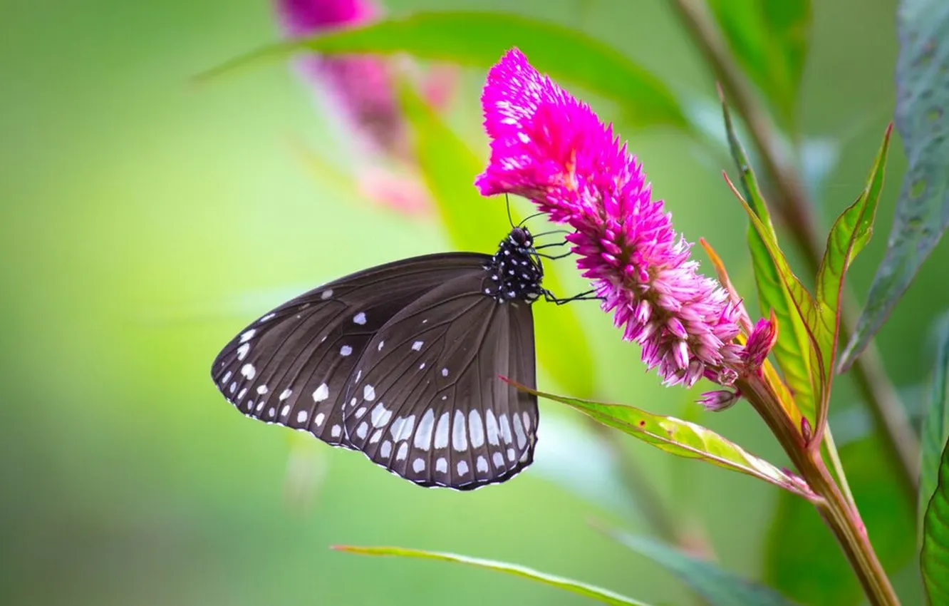 Photo wallpaper leaves, macro, butterfly, wings, insect, beautiful, flowering, closeup