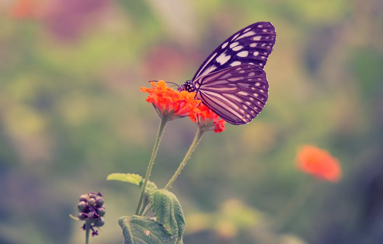 Photo wallpaper flowers, nature, Babicka