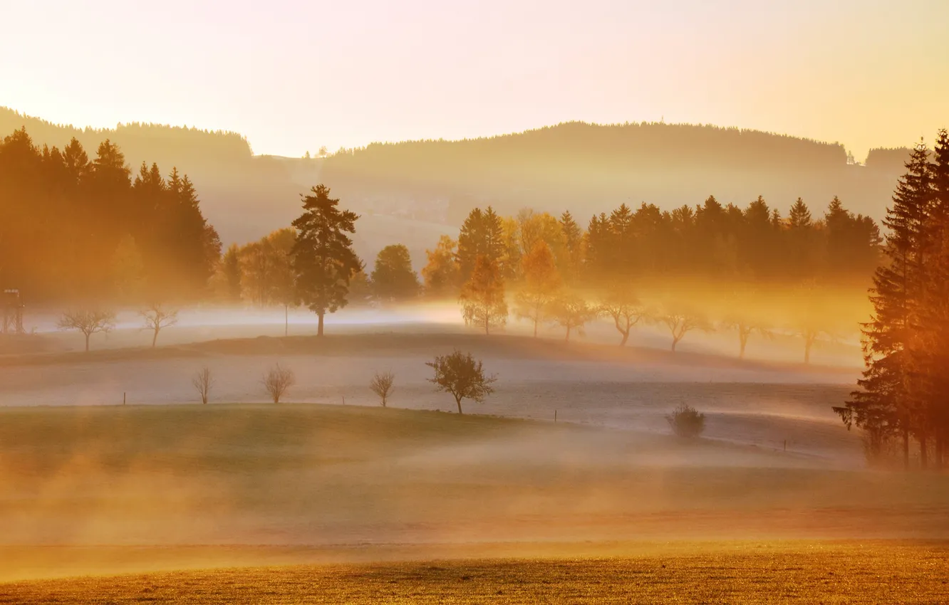 Photo wallpaper autumn, forest, fog, hills, morning