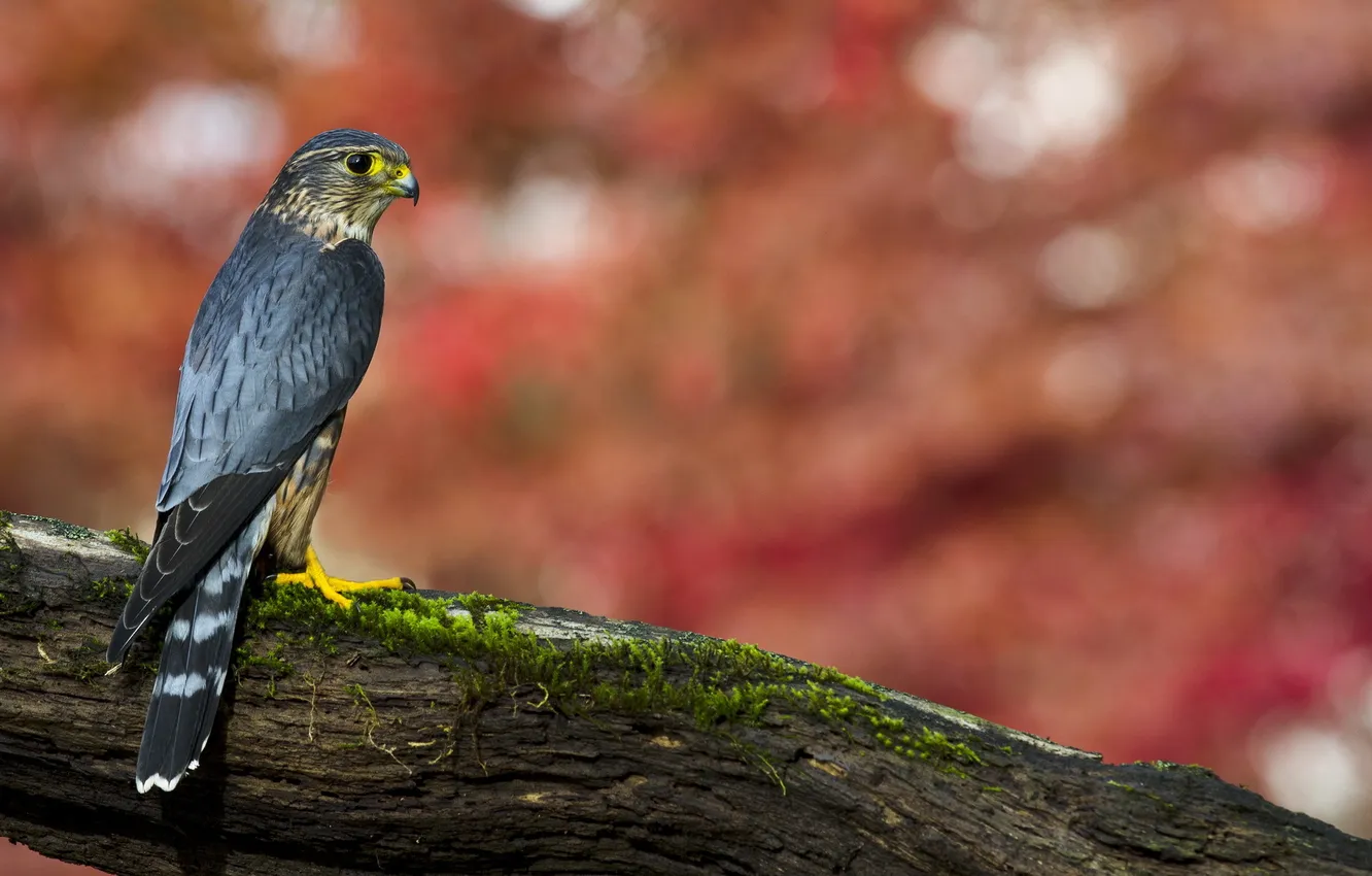 Photo wallpaper nature, bird, Merlin Falcon