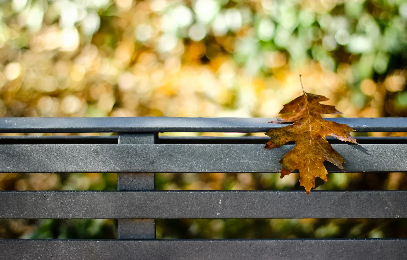 Photo wallpaper autumn, bench, nature, sheet