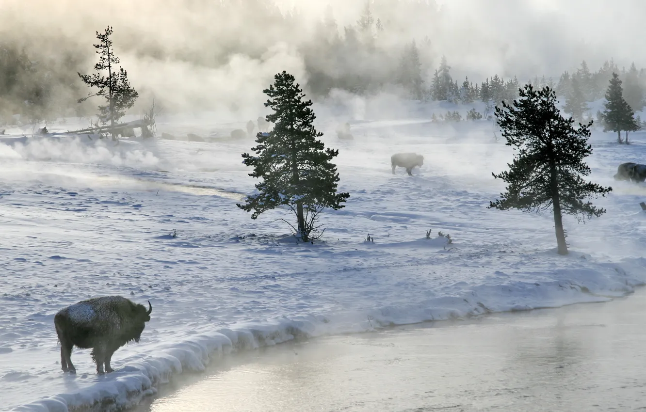 Photo wallpaper winter, snow, fog, river, Buffalo