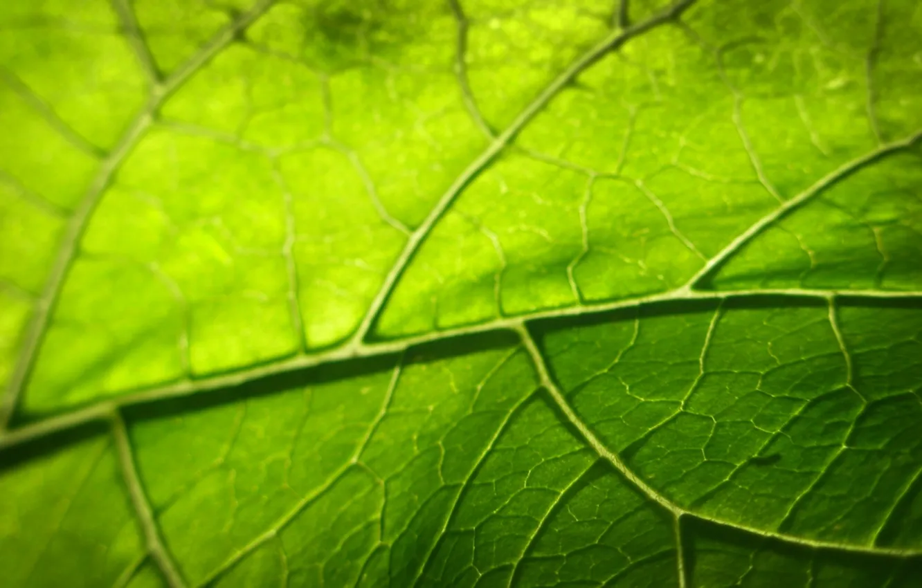 Photo wallpaper greens, leaves, foliage, leaf, leaves, sheets, leaves, leaves
