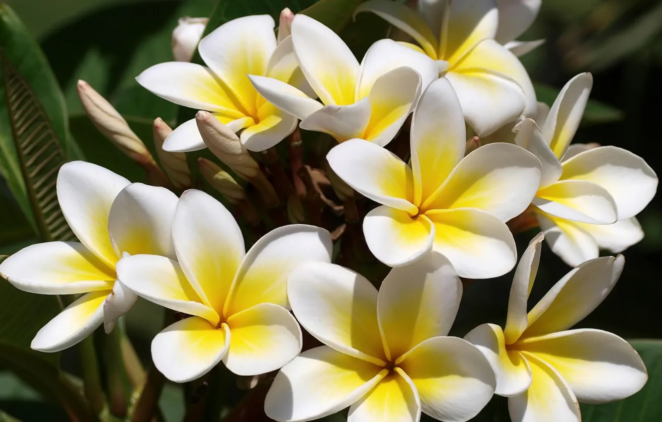 Photo wallpaper macro, yellow, gently, former, Booker