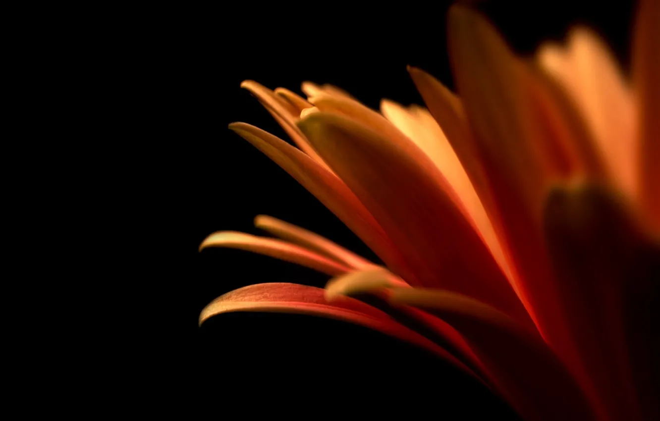 Photo wallpaper flower, orange, petals