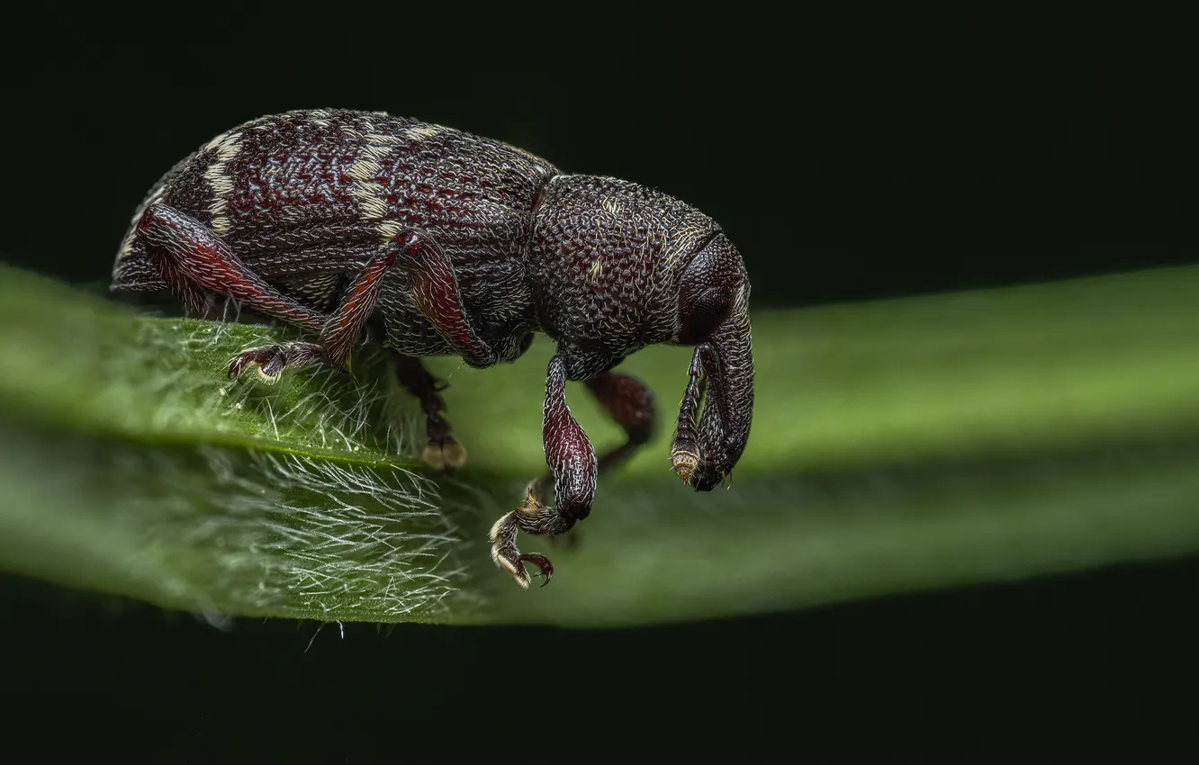 Photo wallpaper beetle, insect, black background, weevil, Eimar Kull, Hylobius pinastri